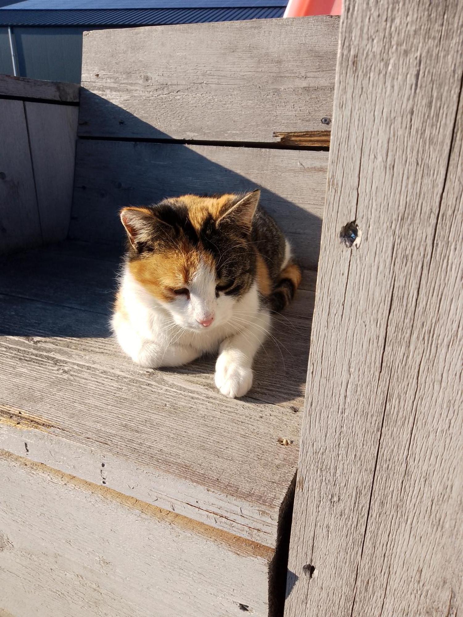 Ut Witte Huisje Venhorst Bagian luar foto